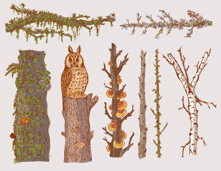 Hand drawn forest trees set with natural branches trunks and owl sitting on stump isolated vector illustrationのイラスト素材