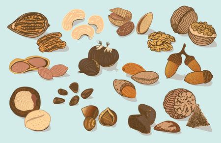 Colorful natural organic nuts collection with different sorts of seeds on light background isolated vector illustrationのイラスト素材