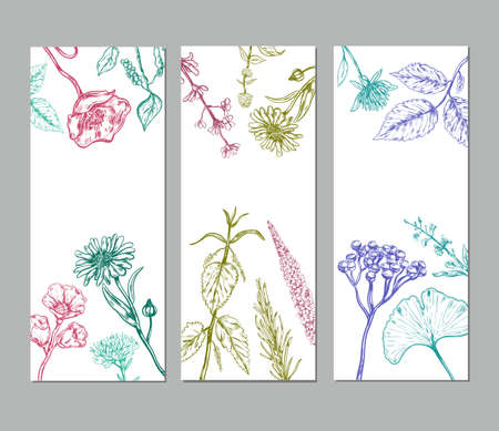 Sketch herbal vertical banners with medicinal organic herbs valuable for human healthのイラスト素材
