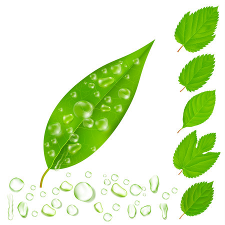 Leaves with drops customizable isolated images set with various editable shapes of drops and leaves vector illustrationのイラスト素材