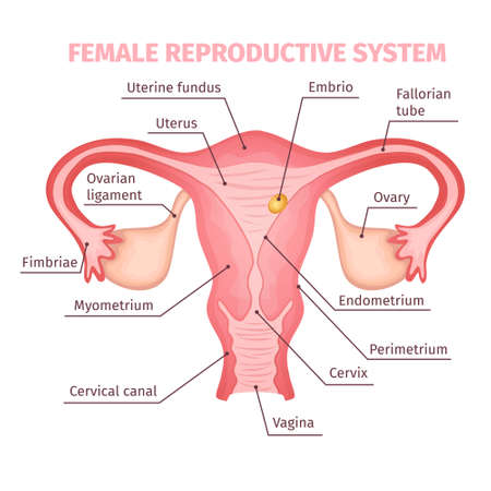 Female reproductive system scientific template in cartoon style on white background isolated vector...