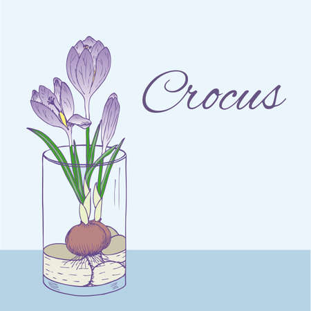 Colorful natural floral illustration with blooming crocus flower in glass in hand drawn styleのイラスト素材
