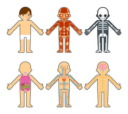 Body anatomy for kids. The skeleton and muscles, nervous system and circulatory system infographics elementsのイラスト素材