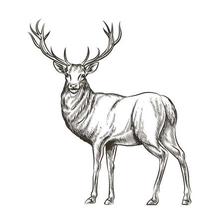 Hand drawn deer. Animal wild, horn and nature wildlife, mammal reindeer, horned antler, sketch vector illustrationのイラスト素材