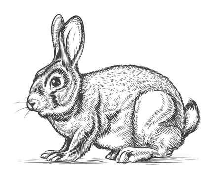 Hand drawn vector rabbit in engraving style. Bunny and hare, vintage design sketch illustrationのイラスト素材
