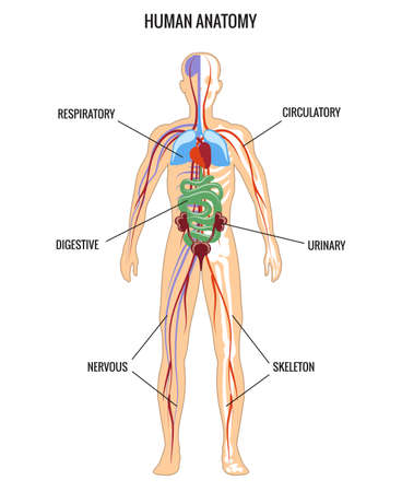 Human anatomy. Urinary and digestive, skeleton and respiratory, nervous. Vector illustrationのイラスト素材