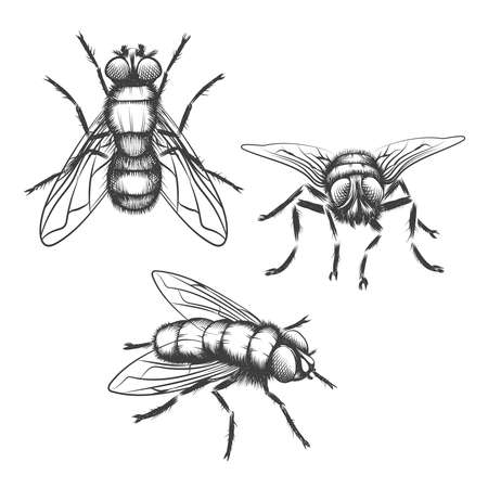 Hand drawn flies. Insect with wing, biology and sketch, vector illustrationのイラスト素材