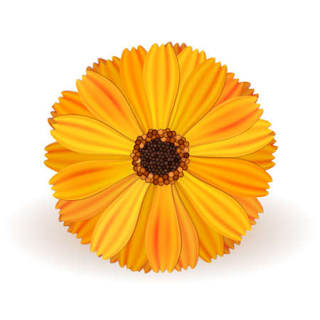 yellow vector marigold flower realistic on white backgroundのイラスト素材