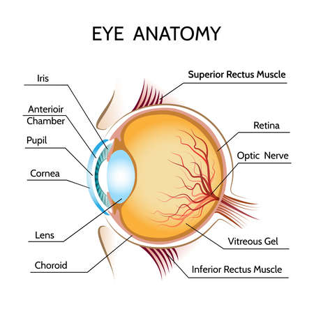 Eye anatomy. Iris and optic, pupil and vision, medical science, retina and nerve, eyeball vector...
