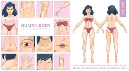 Cartoon female body parts composition with woman front and back view face abdomen knee arm breast finger hand buttocks chin shoulder neck vector illustrationのイラスト素材