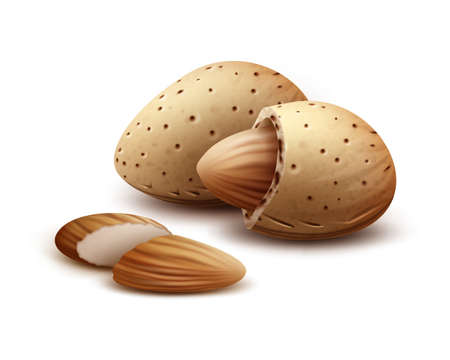 Vector realistic shelled, unshelled almond nuts close up side view isolated on white backgroundのイラスト素材