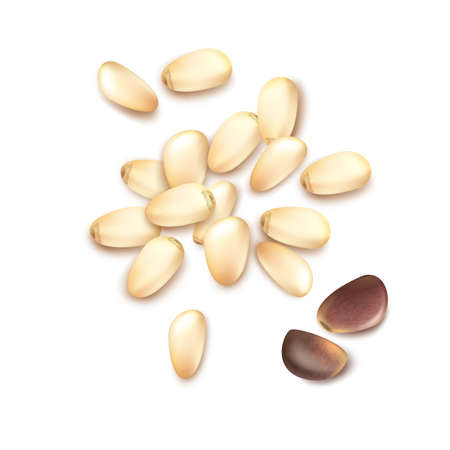 Vector realistic pile of shelled pine nuts close up top view isolated on white backgroundのイラスト素材