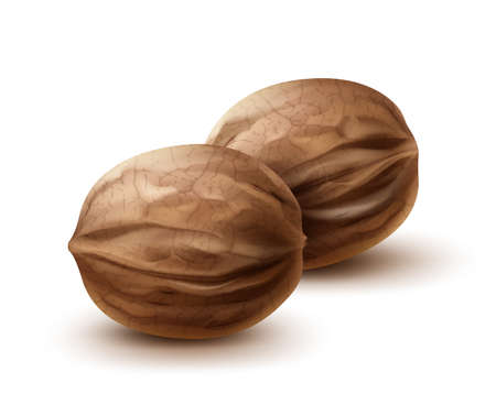 Vector two whole walnuts close up side view isolated on white backgroundのイラスト素材