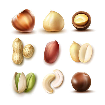 Vector set of different nuts: whole and half hazelnut, macadamia, pistachio, peanuts, cashew top, side view isolated on white backgroundのイラスト素材