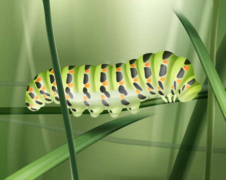 Vector green Machaon caterpillar crawling on blade of grass close up side view on blur backgroundのイラスト素材