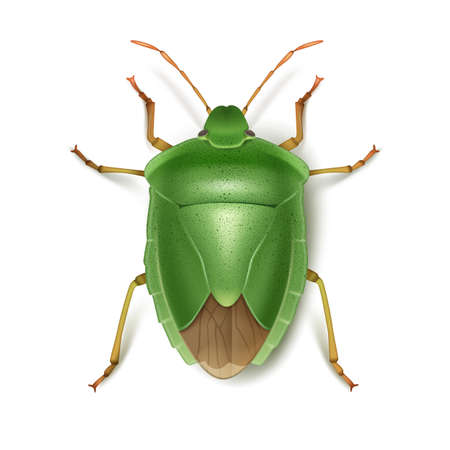 Vector Green stink bug close up top view isolated on white backgroundのイラスト素材