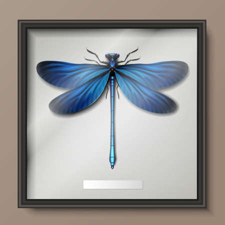 Vector framed realistic blue Calopteryx virgo dragonfly hanging on wall close up top viewのイラスト素材