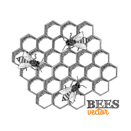 Honey bees and honeycomb isolated vector illustrationのイラスト素材