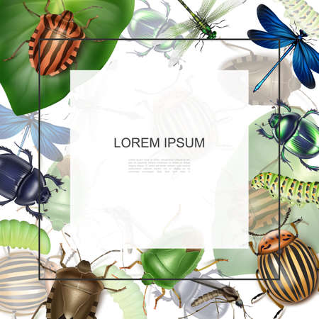 Realistic macro insects template with frame for text dragonflies mosquito caterpillars colorado potato stink and scarab beetles vector illustrationのイラスト素材