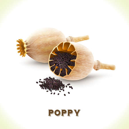 Poppy seed and head isolated on white background vector illustrationのイラスト素材