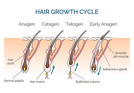 hair growth cycleのイラスト素材