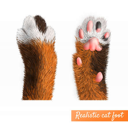 Realistic pretty cat foot top and bottom view set isolated on white background vector illustrationのイラスト素材