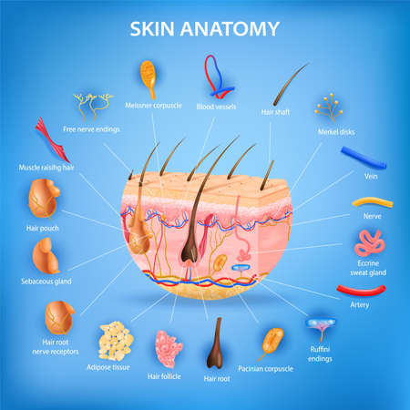 Skin anatomy realistic background with layers and labeled parts vector illustrationのイラスト素材