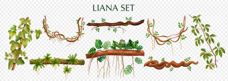 Tropical lianas bindweed with virginia creeper monstera plant decorative vines elements set against transparent background vector illustrationのイラスト素材