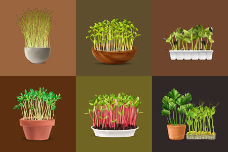 Healthy nutrition microgreens square set realistic isolated vector illustrationのイラスト素材