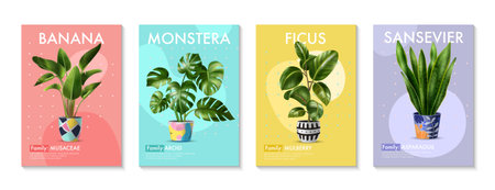 Four realistic posters with tropical green house plants banana palm monstera ficus and sansevieria in pots and their family names isolated vector illustrationのイラスト素材