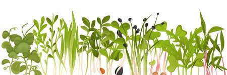 Colored microgreen border assorted seeds peas onion radish beet and others on white background vector illustrationのイラスト素材