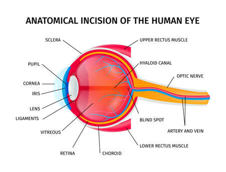 Human eyeball anatomy infographics incision with detailed medical inscription of sections vector illustrationのイラスト素材