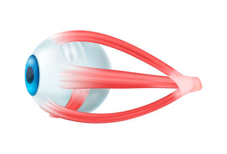 Realistic human internal organs anatomy composition with isolated image of eyeball vector illustrationのイラスト素材