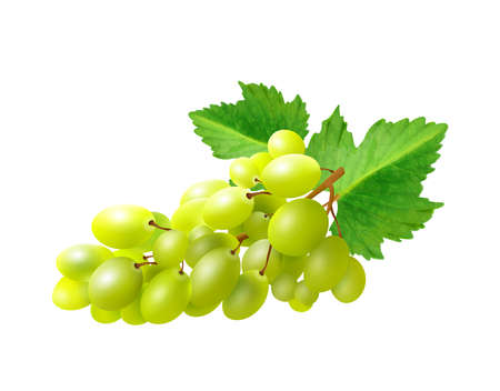 Realistic bunch of grapes with green leaves vector illustrationのイラスト素材