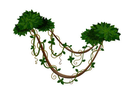 Tropical jungle lianas composition with two bushes tied by liana stalks vector illustrationのイラスト素材