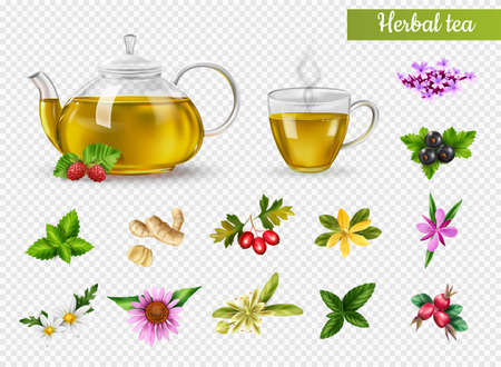 Realistic cup and pot of hot herbal tea various herbs and flowers isolated on transparent background vector illustrationのイラスト素材