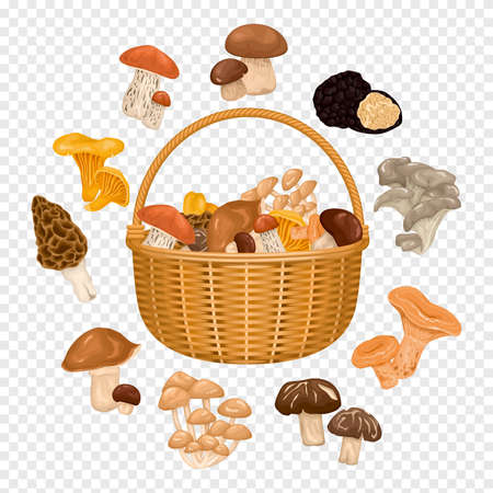 Basket with edible forest mushrooms colored autumn composition on transparent background cartoon vector illustrationのイラスト素材
