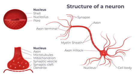 Neuroscience neuron anatomy composition with view of neural structure profile view of nucleus and text captions vector illustrationのイラスト素材