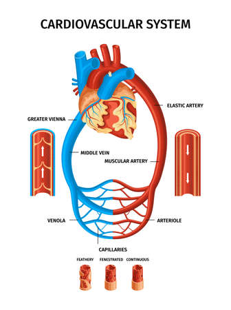 Realistic blood vessels heart infographic with cardiovascular system venola arteriole capillaries and other descriptions vector illustrationのイラスト素材