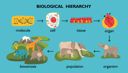 Biological hierarchy color set of isolated animals and plants images with arrows and editable text captions vector illustrationのイラスト素材