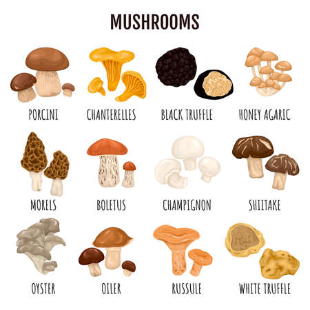 Edible mushrooms infographics set of truffle champignon chanterelle porcini honey agaric morels boletus russule oyster oiler kinds with caption cartoon vector illustrationのイラスト素材