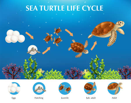 Realistic infographics presenting life cycle of sea turtles from eggs to adult vector illustrationのイラスト素材
