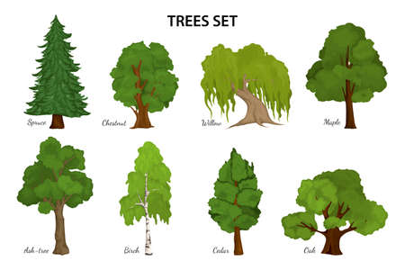 Tree diagram composition with set of isolated botanical species icons and ornate text captions for each vector illustrationのイラスト素材