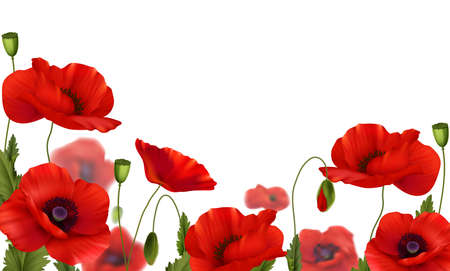 Remembrance day design concept with red blossoming poppies flowers on white background realistic spring vector illustrationのイラスト素材