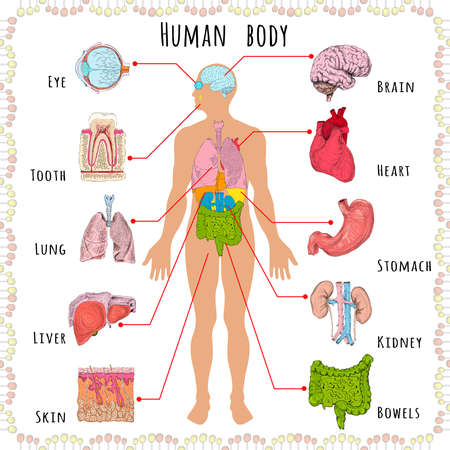 Human body medical infographics with person silhouette and organs vector illustrationのイラスト素材