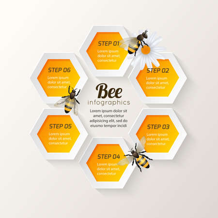 Honey bee on daisy and comb background hexagon steps infographic vector illustrationのイラスト素材