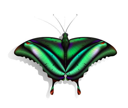 The beautiful green butterfly with red and purple marksのイラスト素材