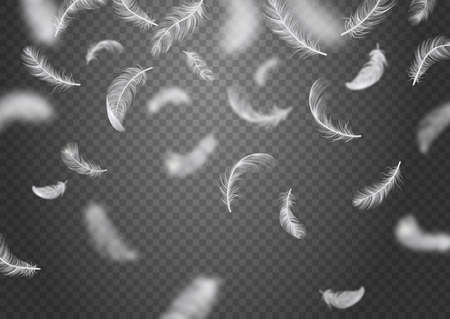 Isolated and realistic falling feather background white feathers fly on transparent background vector illustrationのイラスト素材