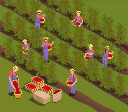 Coffee industry production isometric composition with plantation workers harvesting beans removing fruit by hand vector illustrationのイラスト素材