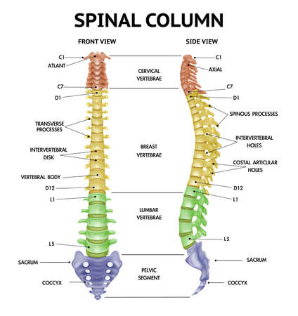 Spinal column anatomy side front views realistic info-chart medical human skeleton parts textbook figure vector illustrationのイラスト素材